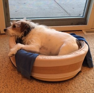 Dexter in a basket 032315