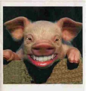 pig-smiles