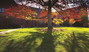 Oak leaves are seen in the late afternoon sunlight near Pearse Hall.